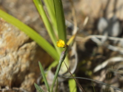 Sisyrinchium cernuum