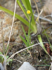 Sisyrinchium cernuum
