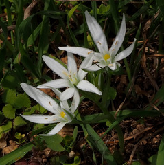 Ornithogalum montanum