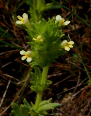 Parentucellia flaviflora