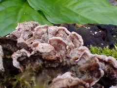 Fungi