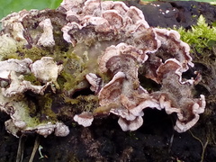 Fungi
