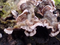 Fungi