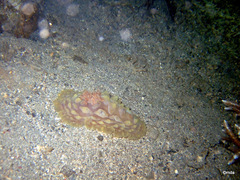 Asteronotus cespitosus