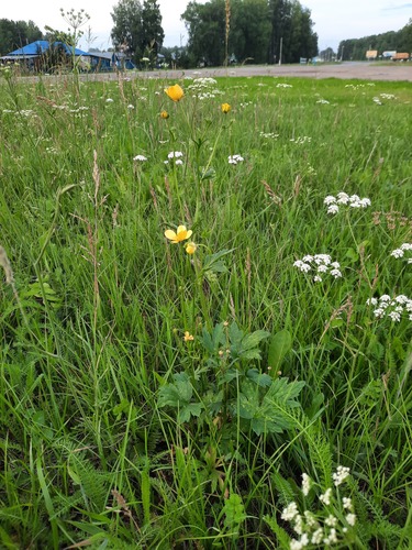 Ranunculus submarginatus