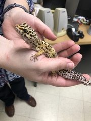 Eublepharis macularius