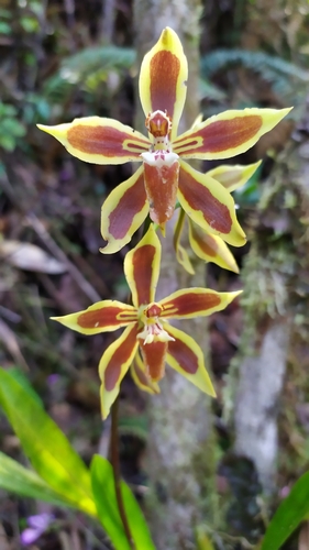 Mirandum Orchid