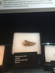 Megalosaurus