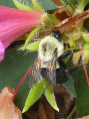 Bombus impatiens image