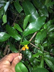 Monanthotaxis caffra