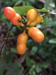 Monanthotaxis caffra