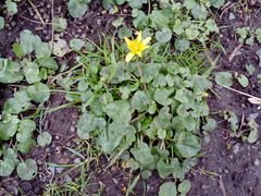 Ficaria verna