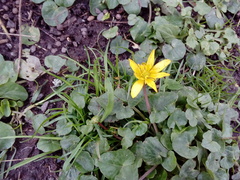 Ficaria verna