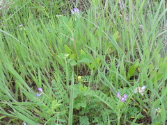Astragalus leptocarpus