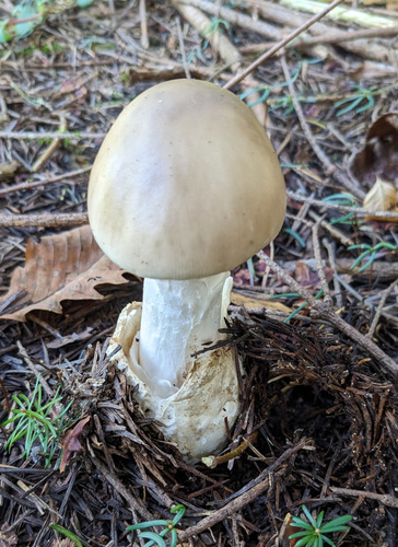 Amanita imazekii