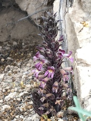 Aphyllon cooperi palmeri