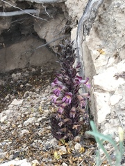 Aphyllon cooperi palmeri