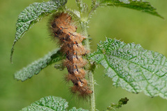 Canararctia rufescens