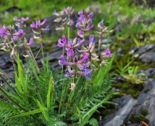 Oxytropis campestris var. johannensis