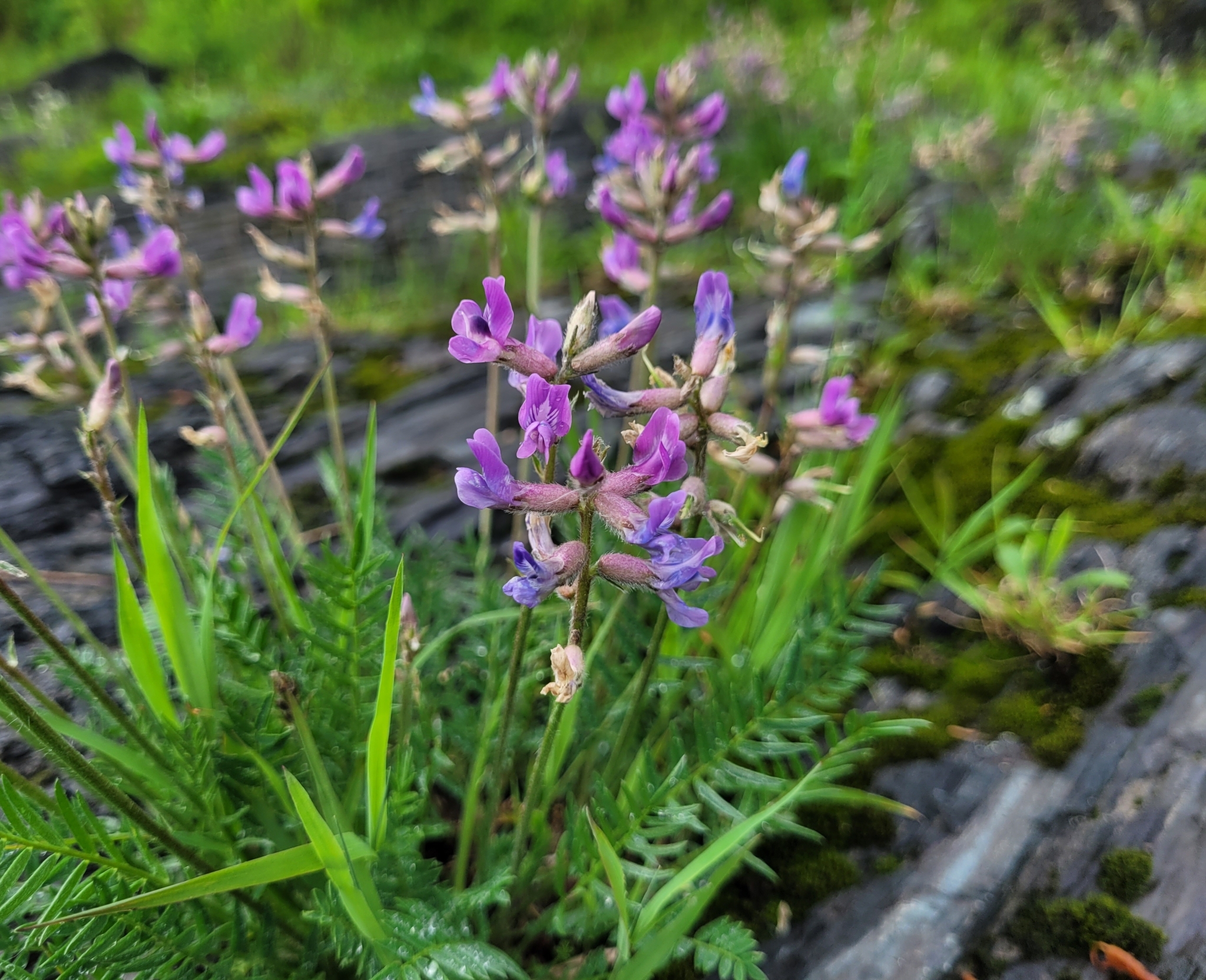 Oxytropis campestris var. johannensis