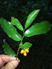 Monanthotaxis caffra