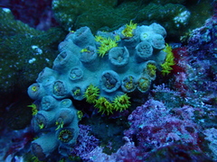 Tubastraea