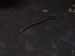 Anaulaciulus tonginus