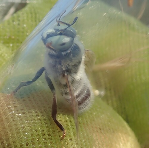 Melitturga clavicornis
