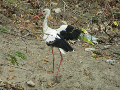 White Stork (Ciconia ciconia), photo 8