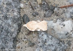 Acleris cervinana