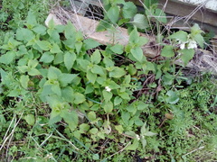 Lamium album