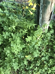 Oxalis pes-caprae