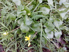 Ficaria verna