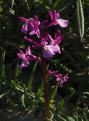 Orchis anatolica