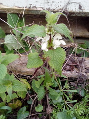 Lamium album
