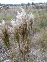 Andropogon bicornis