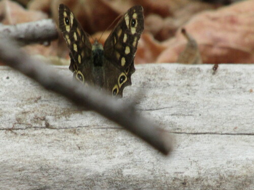 Speckled wood