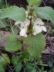 Lamium album