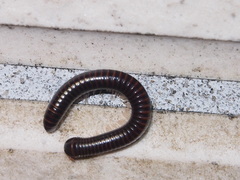 Leptogoniulus sorornus