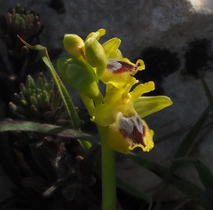 Ophrys lutea galilaea