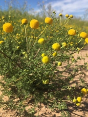 Oncosiphon pilulifer