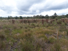Andropogon bicornis
