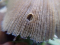 Fungi