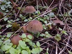 Fungi