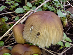 Fungi