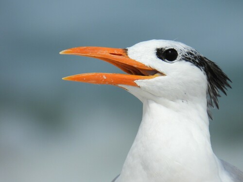 Charrán real (Thalasseus maximus)