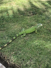 Iguana iguana