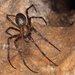 Cave Orbweavers - Photo (c) Jakob Fahr, some rights reserved (CC BY-NC), uploaded by Jakob Fahr