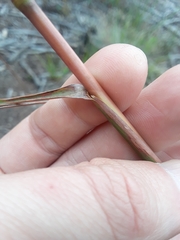 Andropogon bicornis