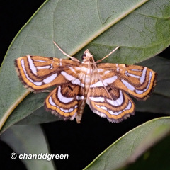 Cymoriza